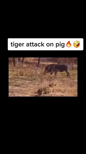 tiger attack on pig🔥🤣#_المانيا_النمسا_السويد #amazing❤️🥰🔥 #tiktokindia #yummy #foryou #لايك_متابعه_اكسبلۅ