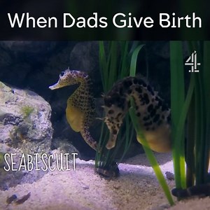 515K views · 1.3K reactions | How to make love, seahorse style. | Channel 4 | Facebook