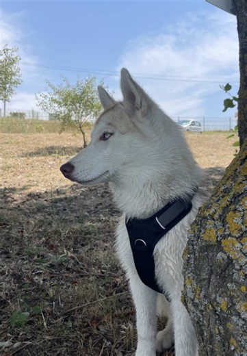 Adolescence du husky : comment gérer les bêtises du chien