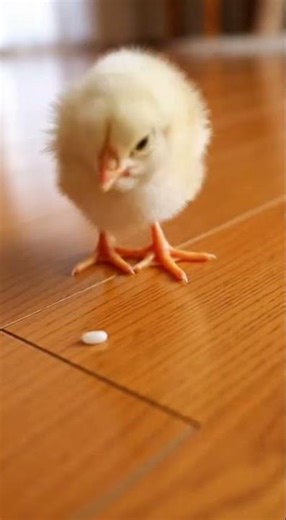 Tiny Chick, Big Snack Goals! 🐥🍚 #Shorts