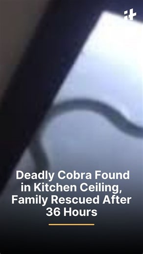 A family discovered a deadly cobra coiled inside their kitchen ceiling light. Authorities rescued the snake safely after a tense 36-hour standoff. #ViralVideo #Wildlife #Cobra #Trending #AnimalRescue | Indiatimes