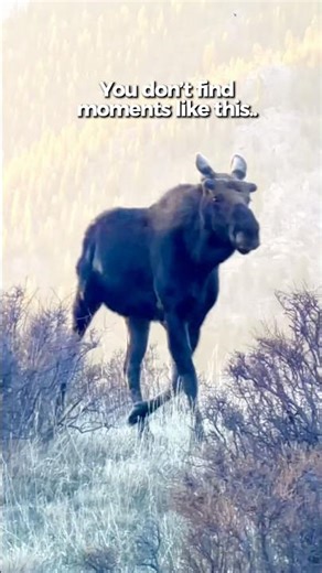 Massive Bull Moose (Frank the Tank) at Sunrise in Rocky Mountain National Park