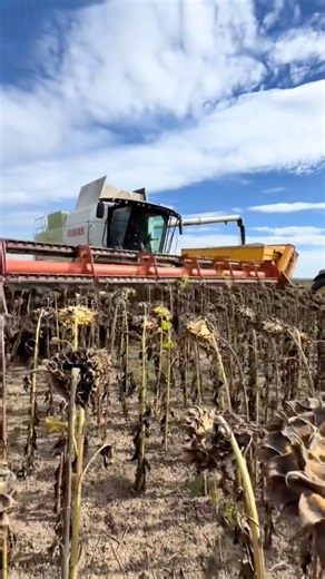 SUNFLOWER HARVEST IS IN FULL SWING! 🌻🚜🔥 #farming #agriculture #farmlife #viral