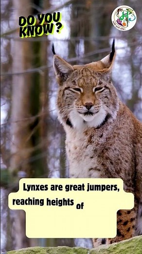 International Lynx Day | Maharashtra State Biodiversity Board | Nagpur