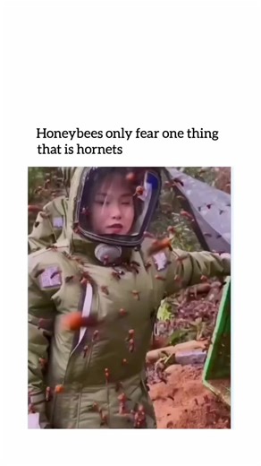 SPORTS TIME | a single hornet can wipe out an entire hive. Species like the Asian giant hornet are powerful predators that can decapitate bees, overwhelm... | Instagram