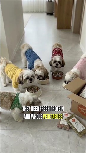 What a Shih Tzu Should Eat Every Day #shorts