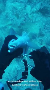 Quand la murène attaque : apnée, tir et respect #chassesousmarine #spearfishing #apnea #freediving #chasseenapnee