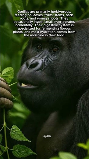 What Do Gorillas Eat - Inside the Powerful Herbivore Diet #gorillas