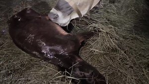 1.9K views · 63 reactions | The day Maisy was born | White House on the Hill | Facebook