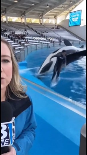 474K views · 262 reactions | The reporter's camera caught the orca and trainer incident #fblifestyle | Bebicris vlog | Facebook