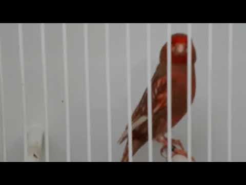 CANARI PHAEO ROUGE MOSAÏQUE 367 POINTS - CANARY PHAEO RED MOSAIC