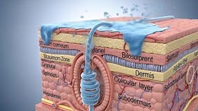 Fluid Flowing through Skin Layers in Animation: 3D Medical Visualization Stock Footage - Video of education, skin: 400477536