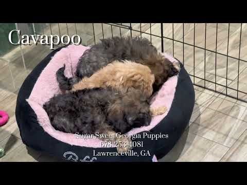 Cavapoo Puppies For Sale Now
