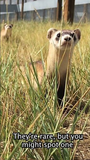 A Group of Ferrets Is Called a WHAT?!