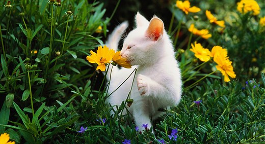 8 astuces pour éloigner les chats du potager