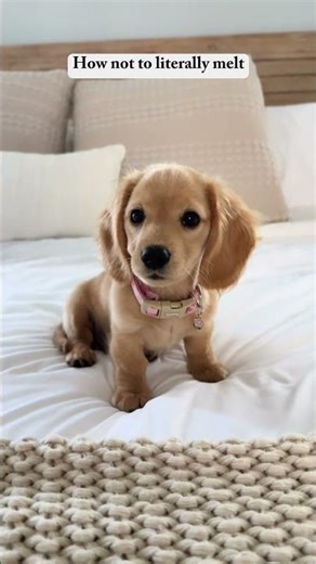 Cutest Puppies Compilation 🐶❤️ Try Not To Smile (Impossible!)