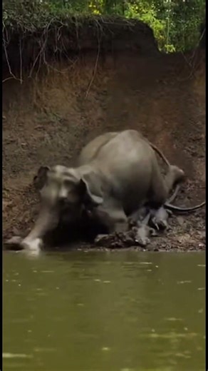 An Elephant’s Dangerous Fall Into the River🐘🐊