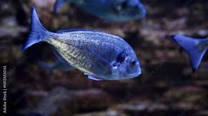Two electric blue fish with flowing fins and tails gracefully swim in a tank of fluid, showcasing the beauty of marine biology underwater