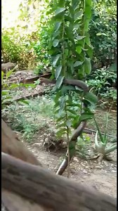 plowing mangut to attack snakes | Love Never Fails