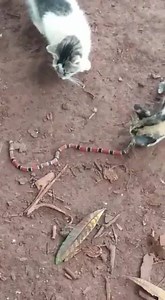 Cat eats snake | Viral videos