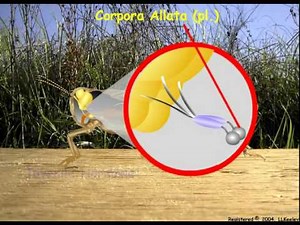 5. Insect endocrine system