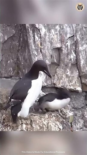 Baby bird 🕊️🕊️ lost their life in first flight of life.#flying mode #fly bird #world traveler