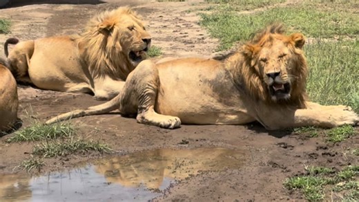 When you come across a road block of five lion kings, you are not just on a safari … you are on a wild adventure of a lifetime! 🦁🦁🦁🦁🦁 Inquire today and save your spot. Your wild adventure is waiting for you! #africansafarisandadventures #africansafari #safari #africanadventure #adventure #travel #africa #Tanzania #HereIsTanzania #wildlife #bigfive #theGreatMigration #Serengeti #luxurysafari #glamping #dreamvacation #bucketlist #lionking #honeymoondestination #girlsLovetravel #supportlocal |