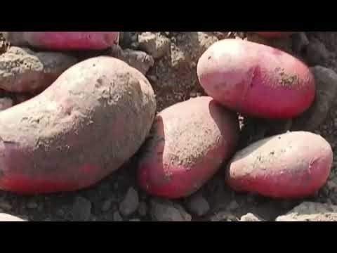 اسمی آلو 🥔 بہت اچھی ایوریج اچھی ورائٹی ریٹ بھی اچھا ہے