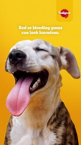 Red or bleeding gums could be a sign of Bad Mouth. And did you know 8/10 good dogs are at risk of oral health issues? Find out if your dog has hidden signs of Bad Mouth with our free tooth scanner.** **Tooth scanner is indicative only. See a veterinarian for full diagnosis of your dog's health. | Pedigree UK