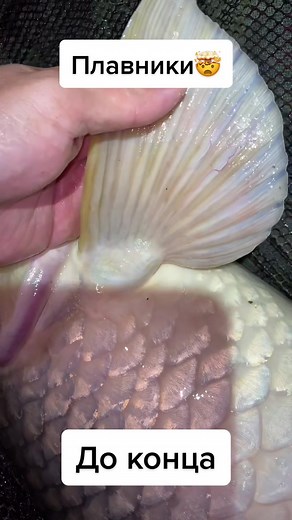 Carp Fishing Techniques for Beginners and Enthusiasts | TikTok