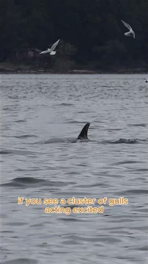 Whaley Fun Fact Friday