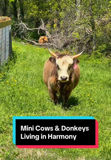 Mini Cows & Donkeys Living in Harmony🐮✨ #minicows #minidonkeys #poppyandpetunia #posieandpumpkin