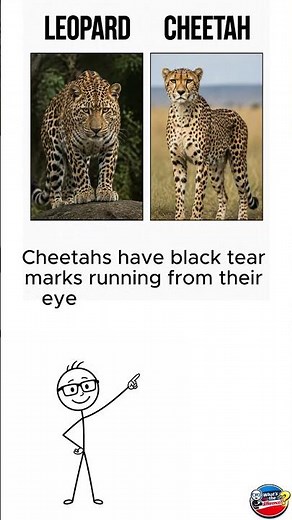 Leopard vs Cheetah: Can You Spot the Difference? 🐆⚡ #shorts
