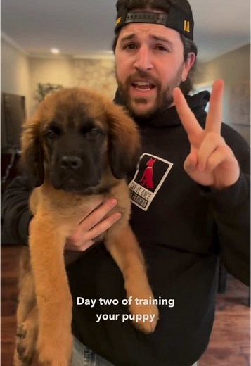 Training Tips for Mastiff/St Bernard Mix Puppies