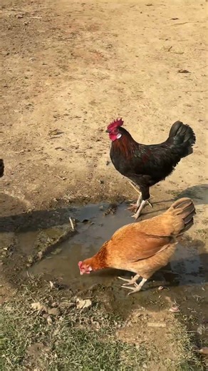 Murga dance #youtubeshorts #trending #shortvideo