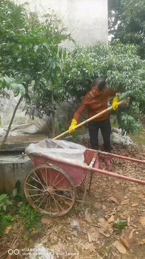 仙进奉荔枝膨果期，增施发酵花生麸机肥水溶液，荔枝结果又香又甜✌️#花生麸是果园宝#绿色生态农业