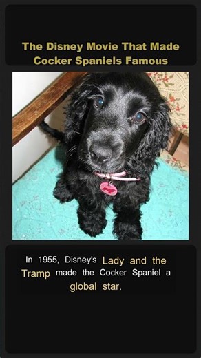The Disney Movie That Made Cocker Spaniels Famous 🎬🐕 #Shorts