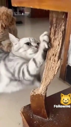 Los gatos mas Destructores | Pinky Daisy