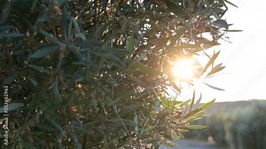 detail of a blossoming olive branch with the fruit blooming in an olive field at sunset