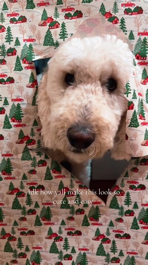 Like why does mine not look like Pinterest #dog #christmas #fyp