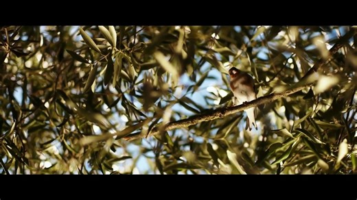 Dei - Trailer Ufficiale