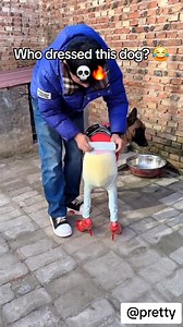 10K reactions · 459 shares | Who dressed this dog?  | Yoyo Pretty | Facebook