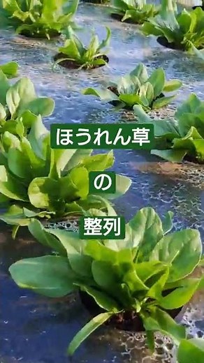 マルチ栽培だから、ほうれん草が、きちんと整列中！