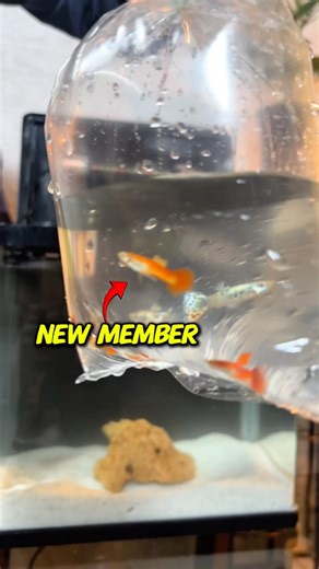 New Pet #shortsfeed #pets