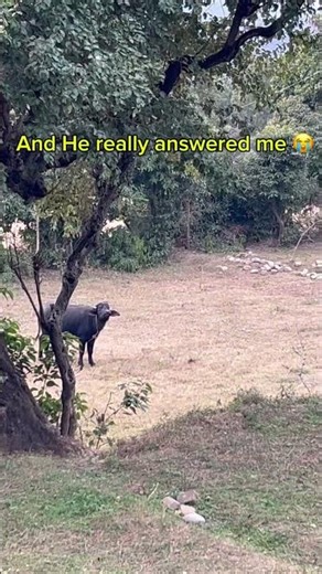 Cows’s & Buffalo’s Language. Let’s talk with #farmanimals #cow #languagelearning #mountains