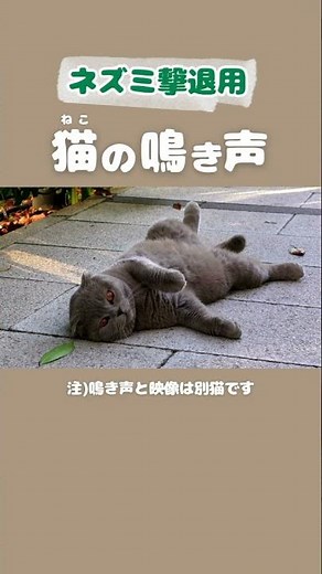ネズミ撃退用 猫の鳴き声｜デブ猫映像 3ひき目