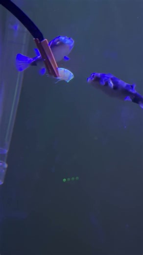 Feeding our Amazon puffer fish. #aquarium #fish #pufferfish #freshwaterfish