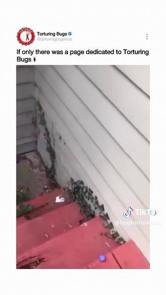 Extreme Bug Torture Experiment - Watch What Happens!