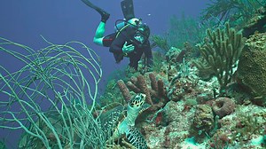 Embark on your most epic adventure yet with Jeff Corwin! Season 3 of Ocean Treks with Jeff Corwin premieres this Saturday, October 6th on ABC’s Litton's Weekend Adventure. | Ocean Treks with Jeff Corwin