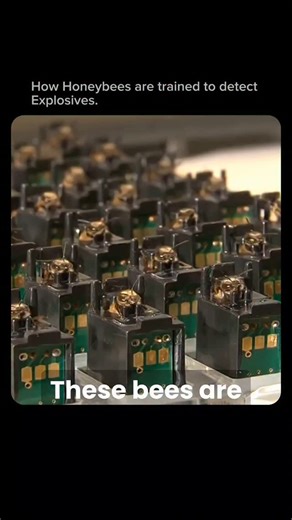 EraScope on Instagram: "Honeybees have an incredible sense of smell—far more sensitive than most machines and even many trained dogs. Scientists discovered that bees can detect tiny chemical traces released by explosives, such as TNT. This makes them surprisingly powerful tools for security and landmine detection. Training bees is fast and simple using classical conditioning. When a bee smells a specific explosive chemical, it is given a drop of sugar water. Very quickly, the bee learns to assoc